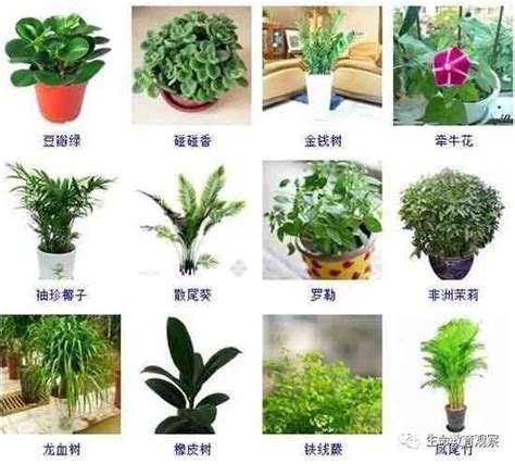 盆栽:ejy1rxtnxp0= 植物|50种家庭室内植物,这么养再也不会死